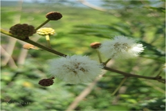 Acacia torta